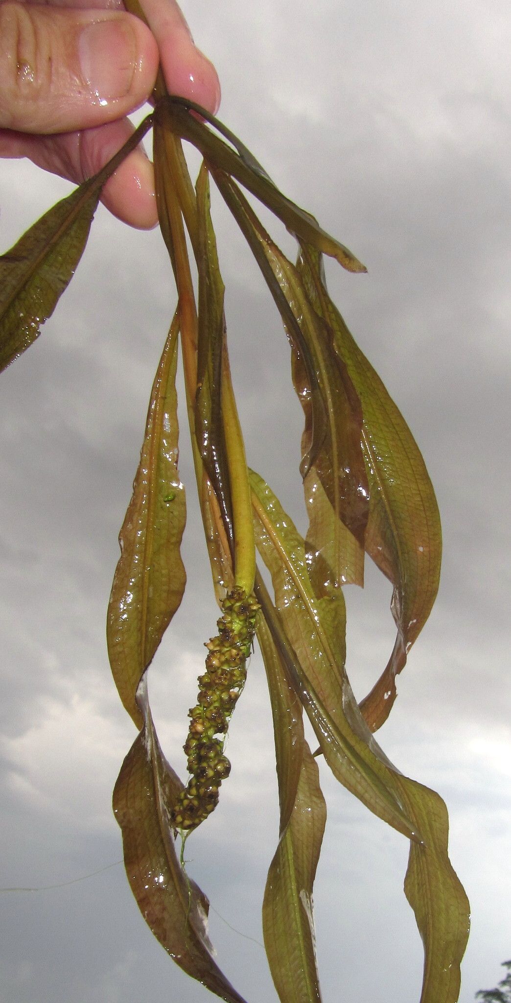 Potamogeton schweinfurthii — search result for 'Potamogeton'