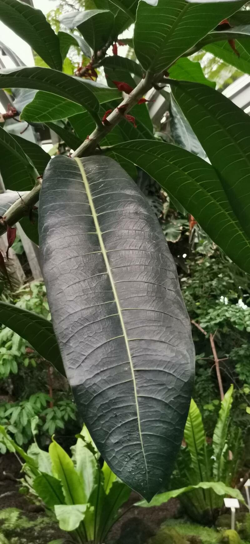 Ficus caballina — houseplant care guide