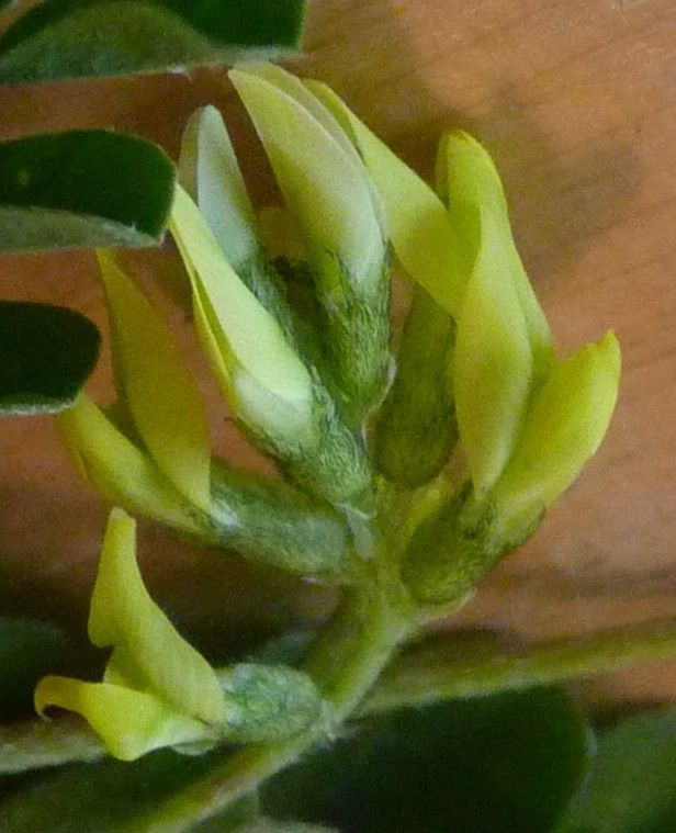 Astragalus solandri — houseplant care guide