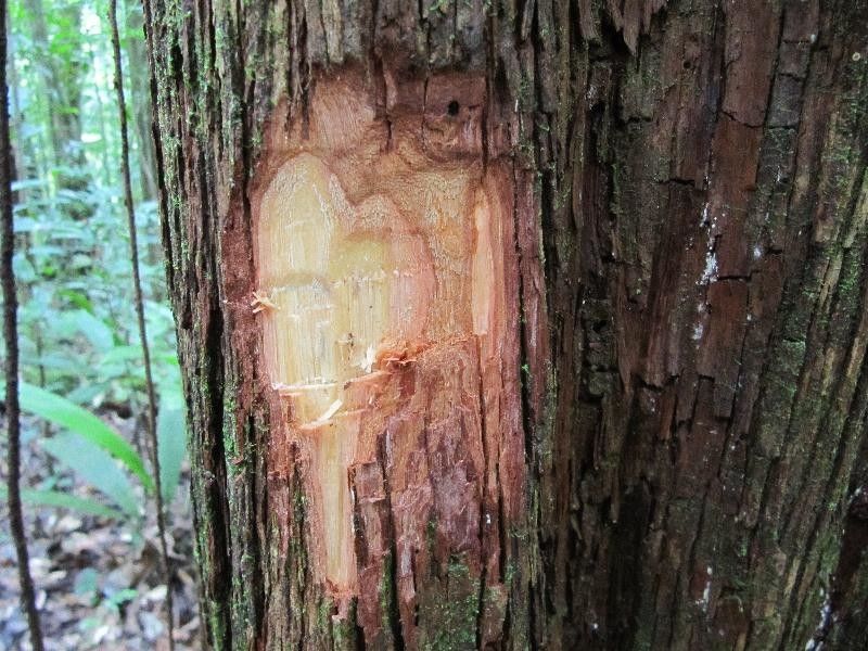 Pouteria virescens other