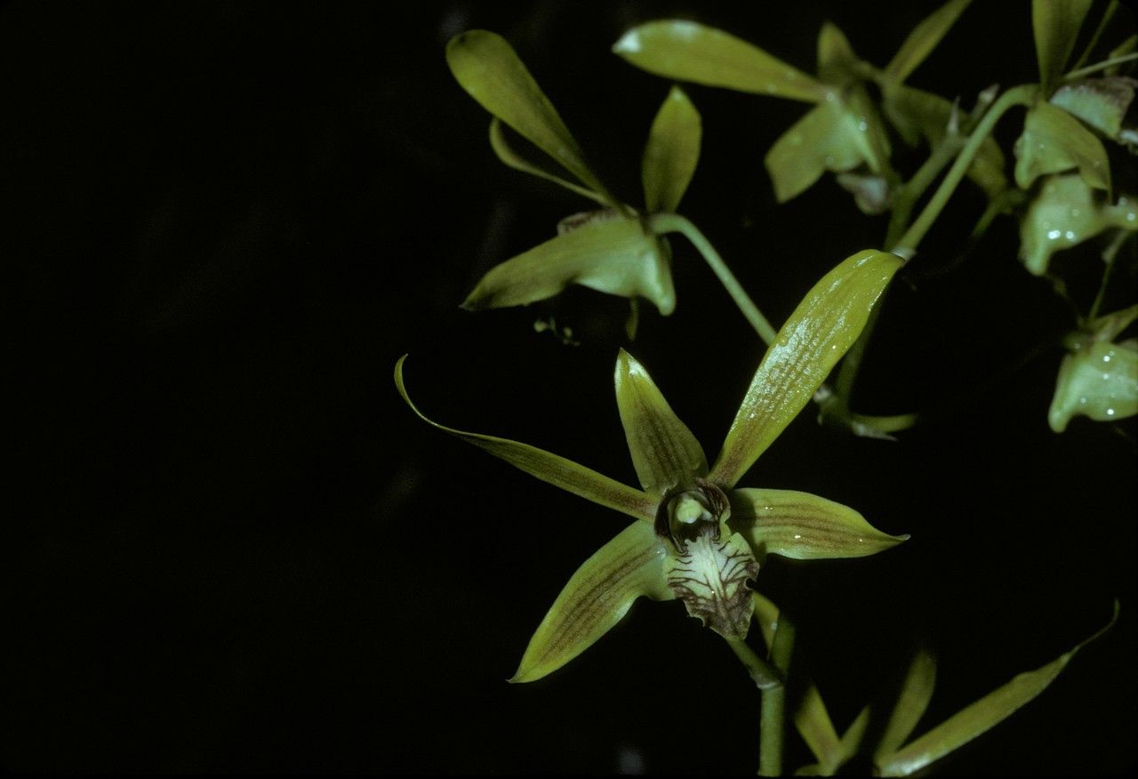 Dendrobium schulleri — houseplant care guide