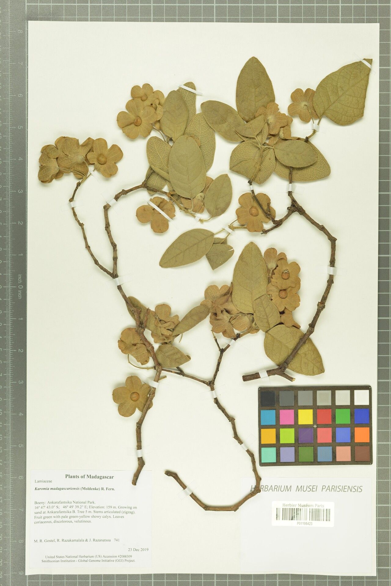 Karomia madagascariensis — related species from the same genus