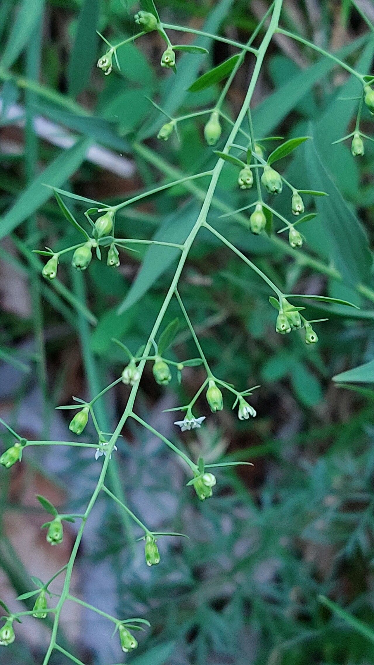 Thesium linophyllon fruit