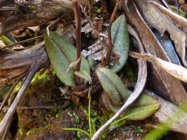 Liparis chalandei habit