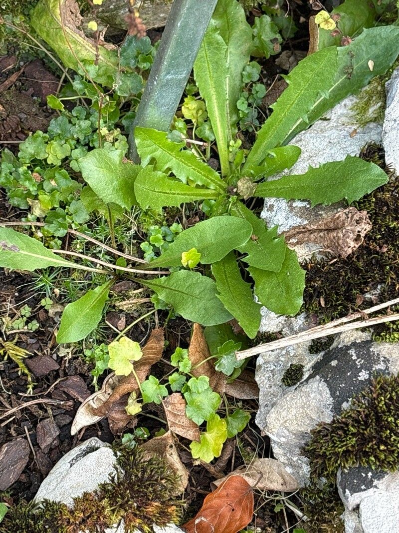 Taraxacum aquilonare — search result for 'Taraxacum'