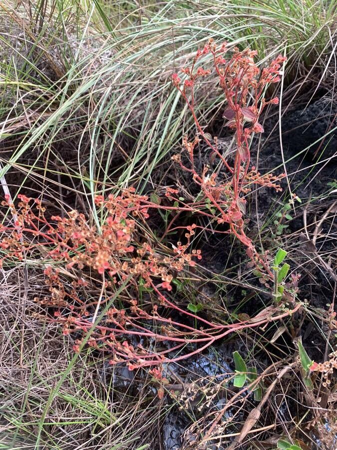 Appendicularia thymifolia — related species from the same genus