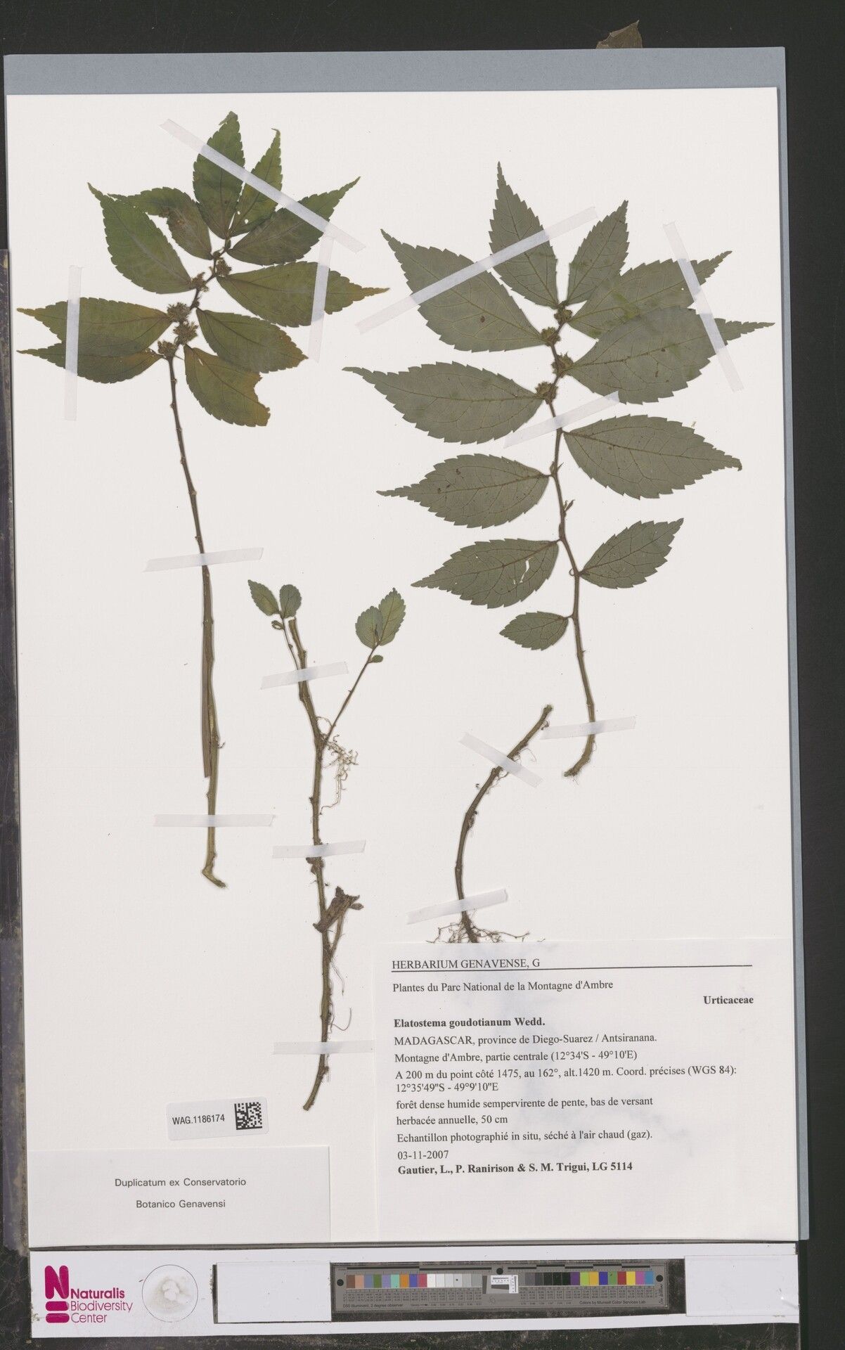 Elatostema goudotianum — related species from the same genus
