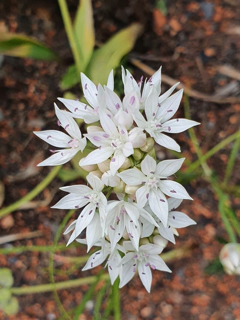 Allium amplectens — search result for 'Allium'