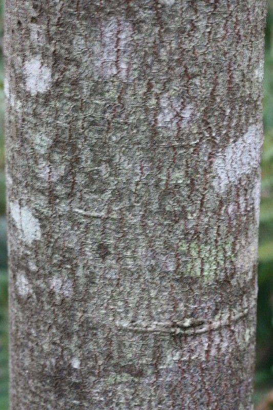 Dombeya elegans bark