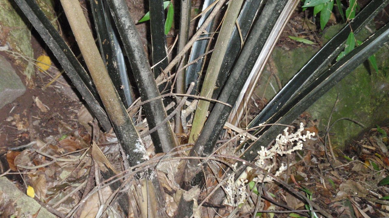 Kerriodoxa elegans bark