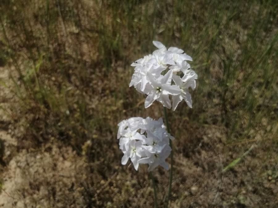 Amsonia grandiflora — related species from the same genus