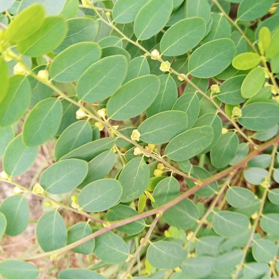 Breynia vitis-idaea flower