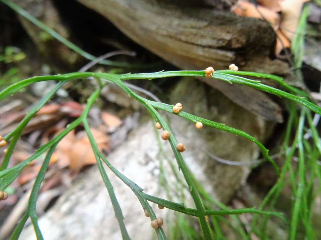 Psilotum nudum fruit