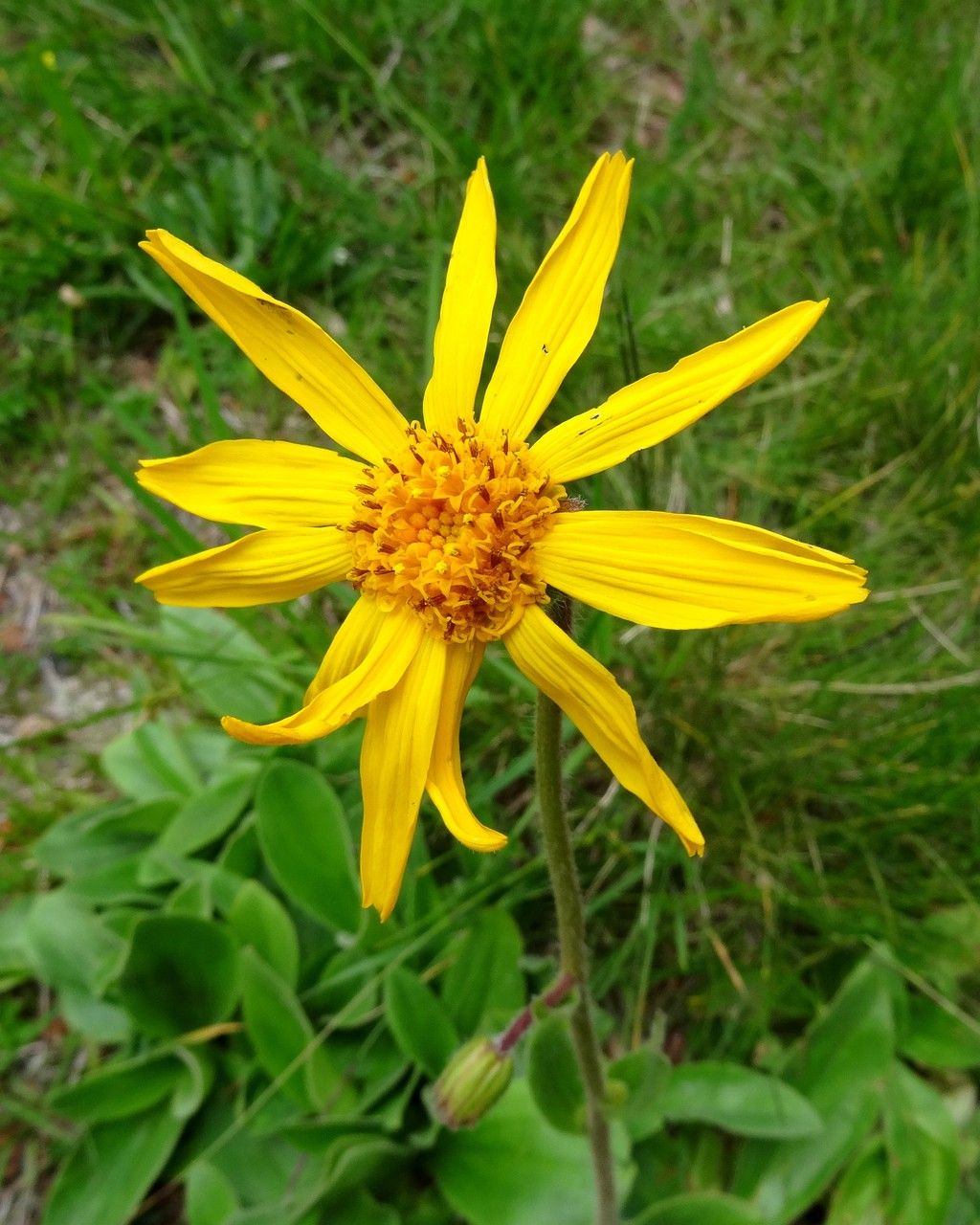 Arnica montana flower