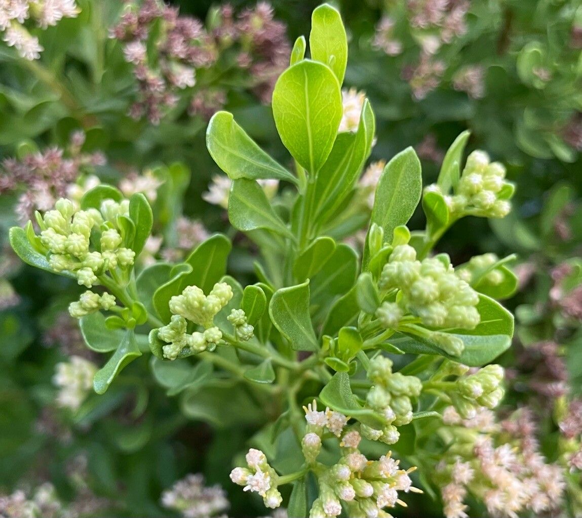 Baccharis dioica — search result for 'Baccharis'