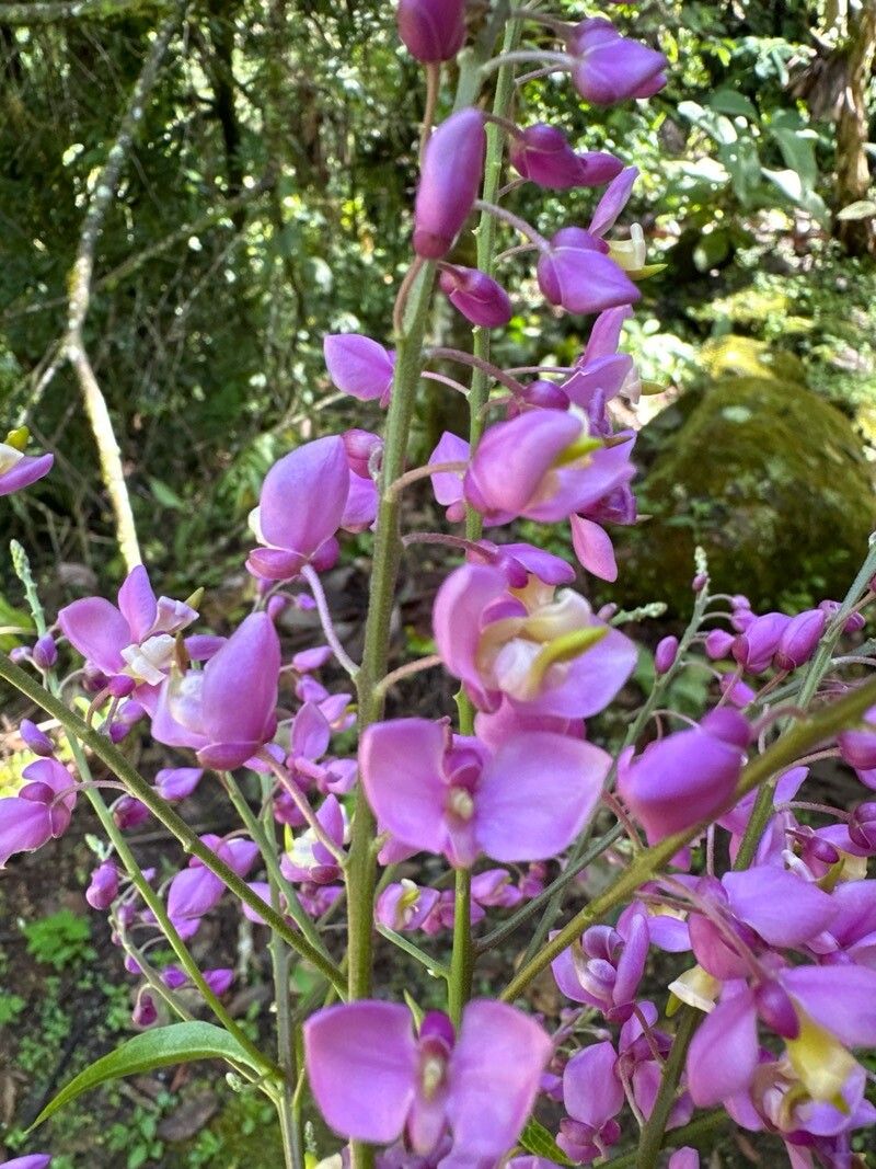 Securidaca micheliana flower