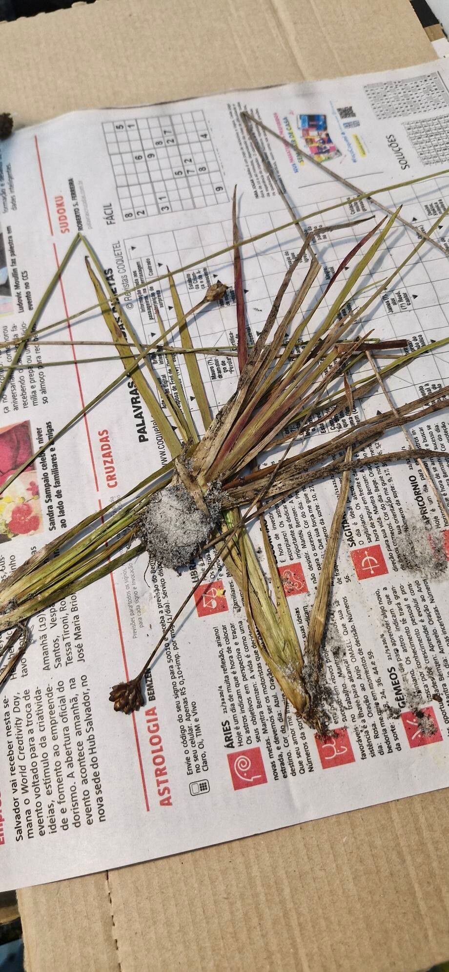 Xyris jupicai — houseplant care guide