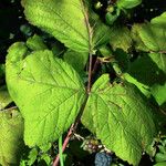 Rubus canadensis