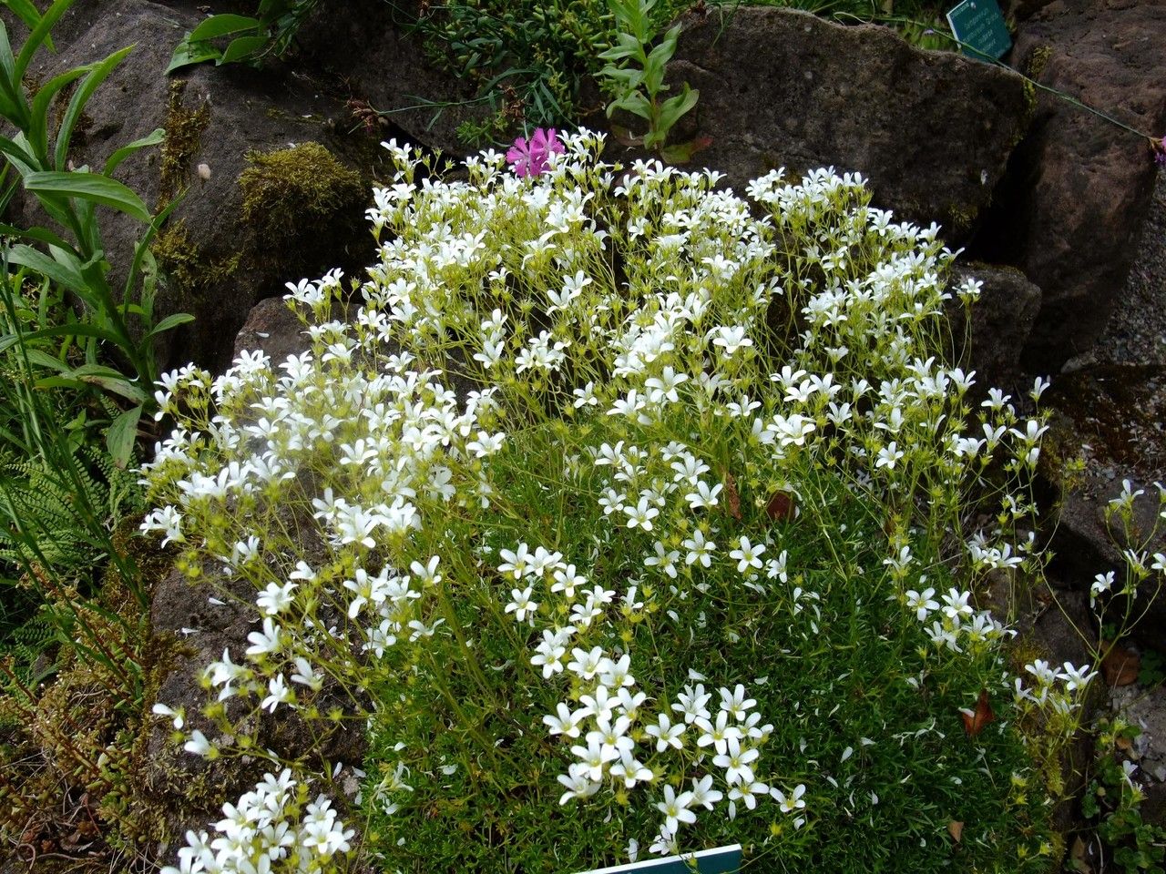 Saxifraga trifurcata habit