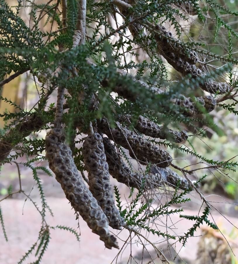 Melaleuca huegelii fruit