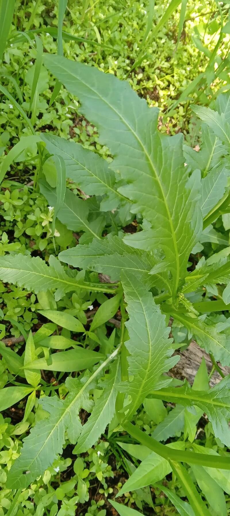 Rorippa amphibia leaf