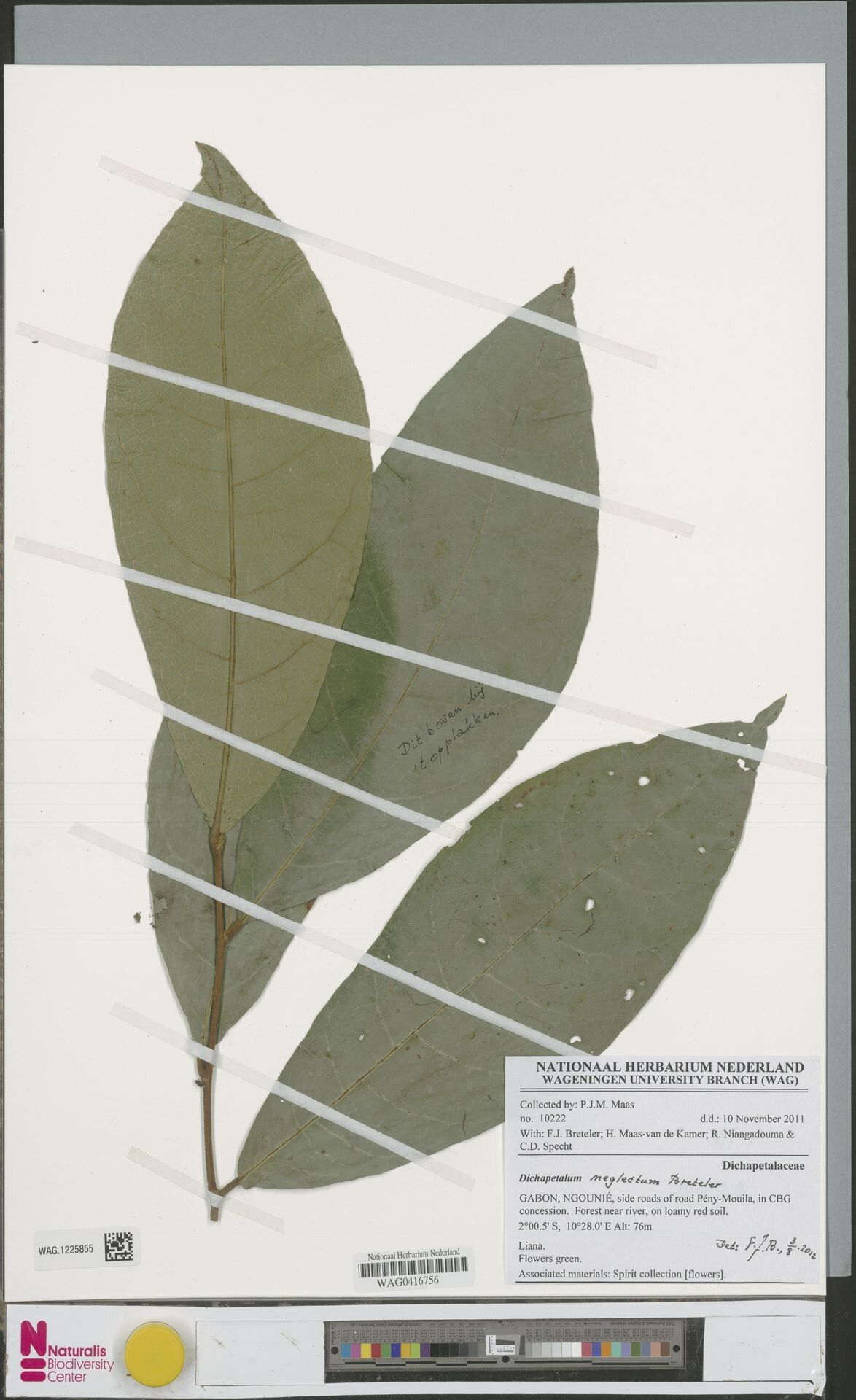 Dichapetalum neglectum — houseplant care guide