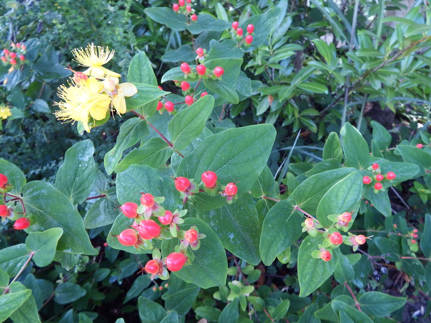 Hypericum × inodorum fruit