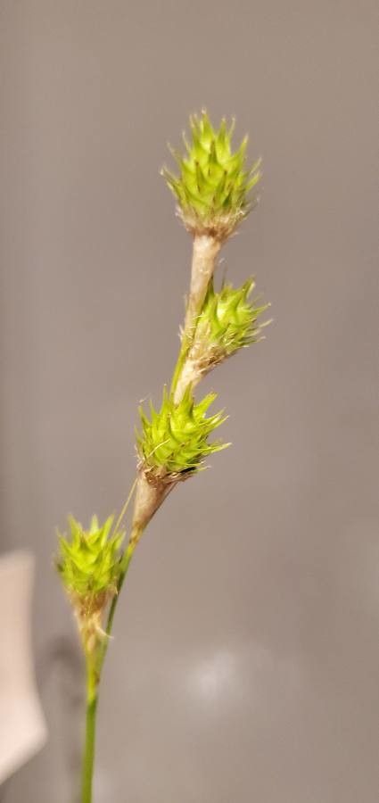 Carex albolutescens flower