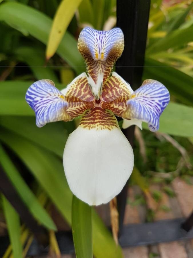 Neomarica spp. flower