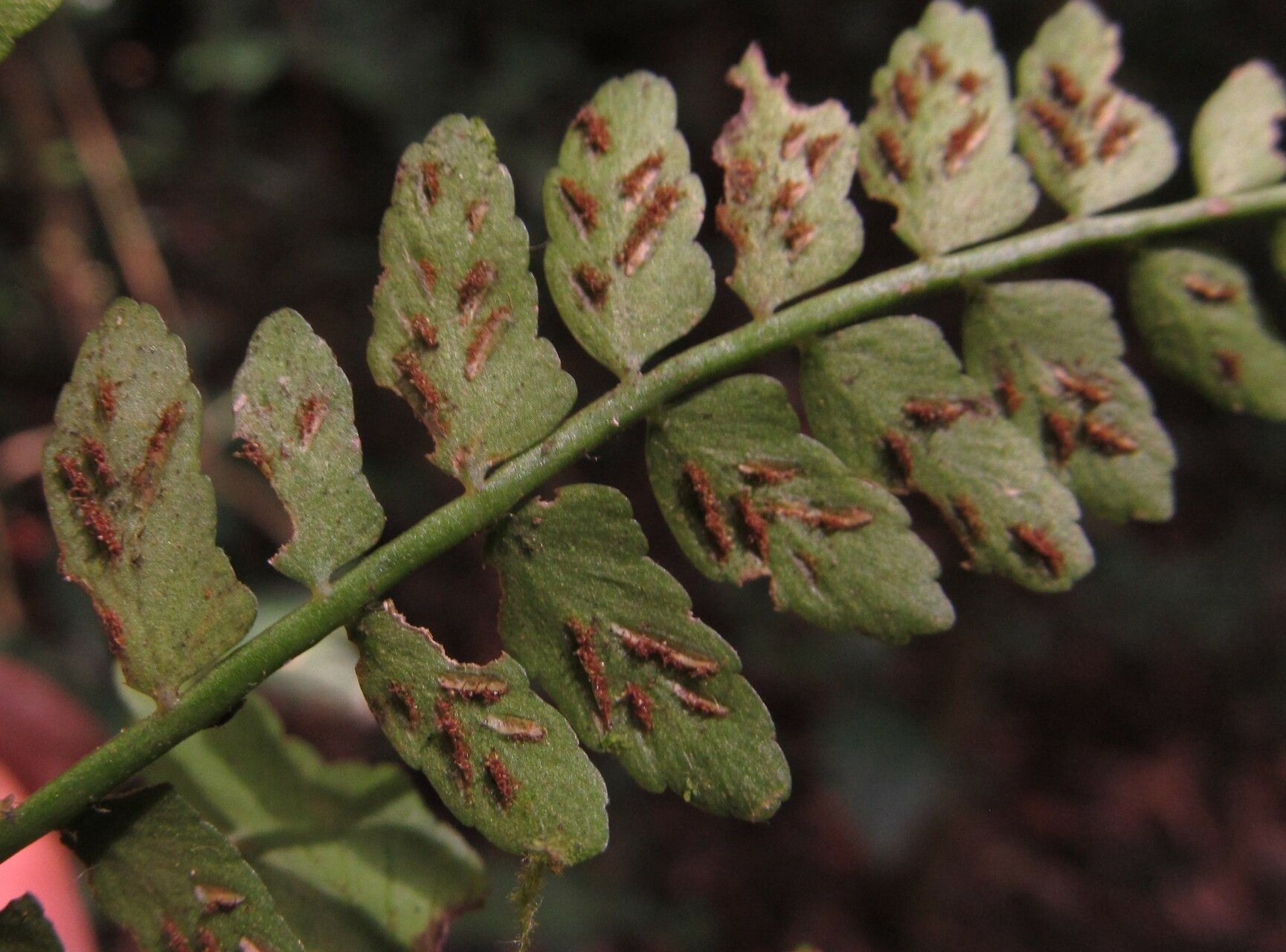 Asplenium barteri leaf