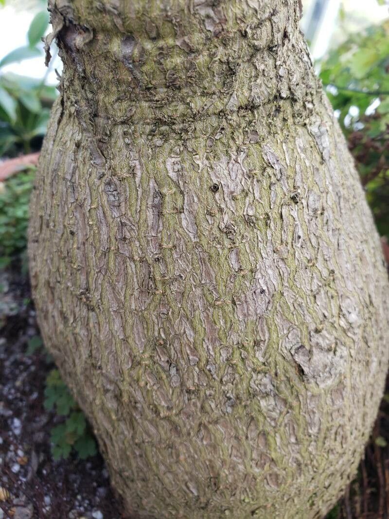 Phyllanthus mirabilis bark