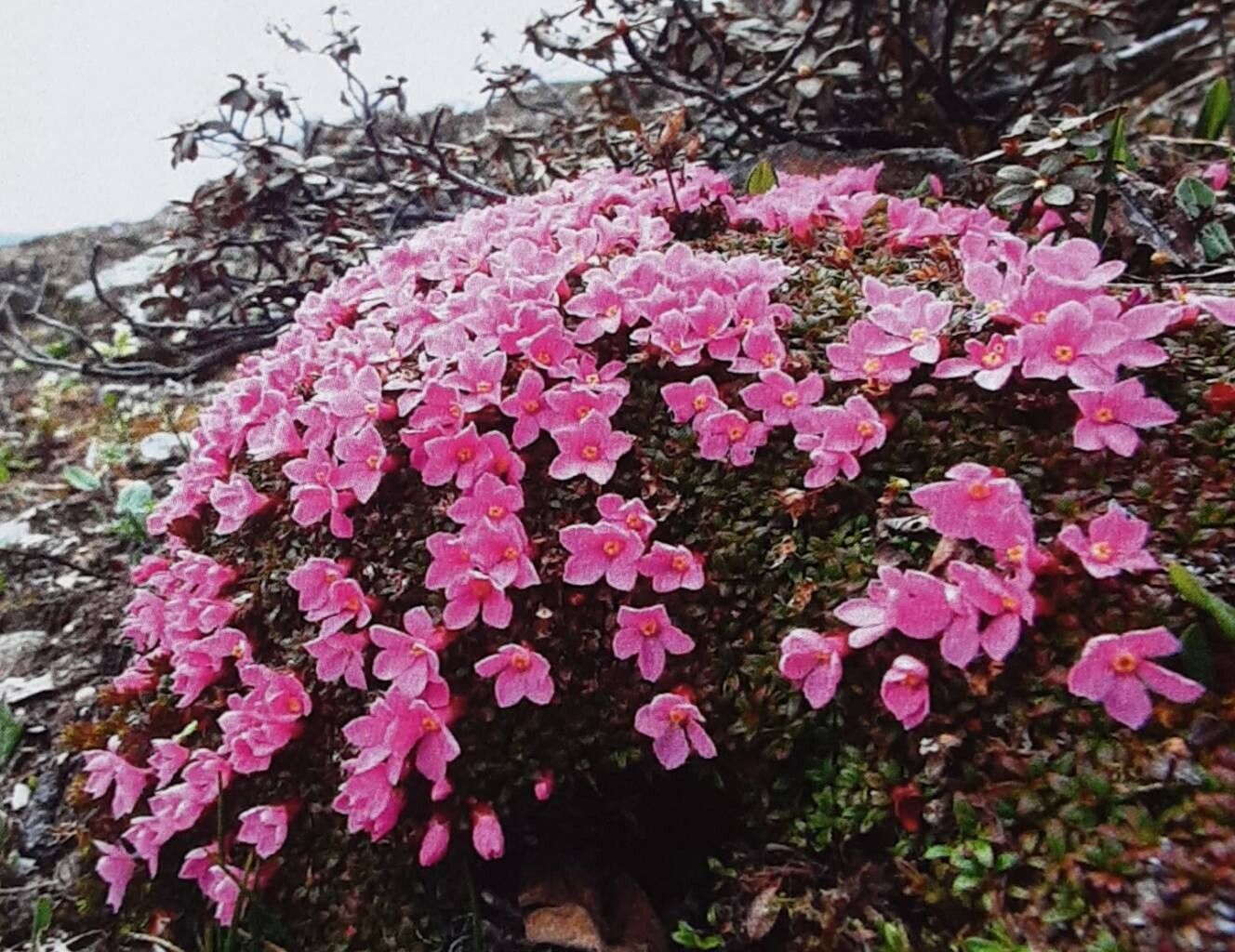 Diapensia purpurea — related species from the same genus