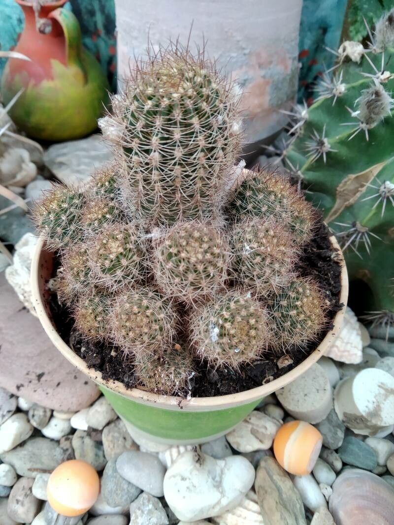 Pygmaeocereus bylesianus leaf