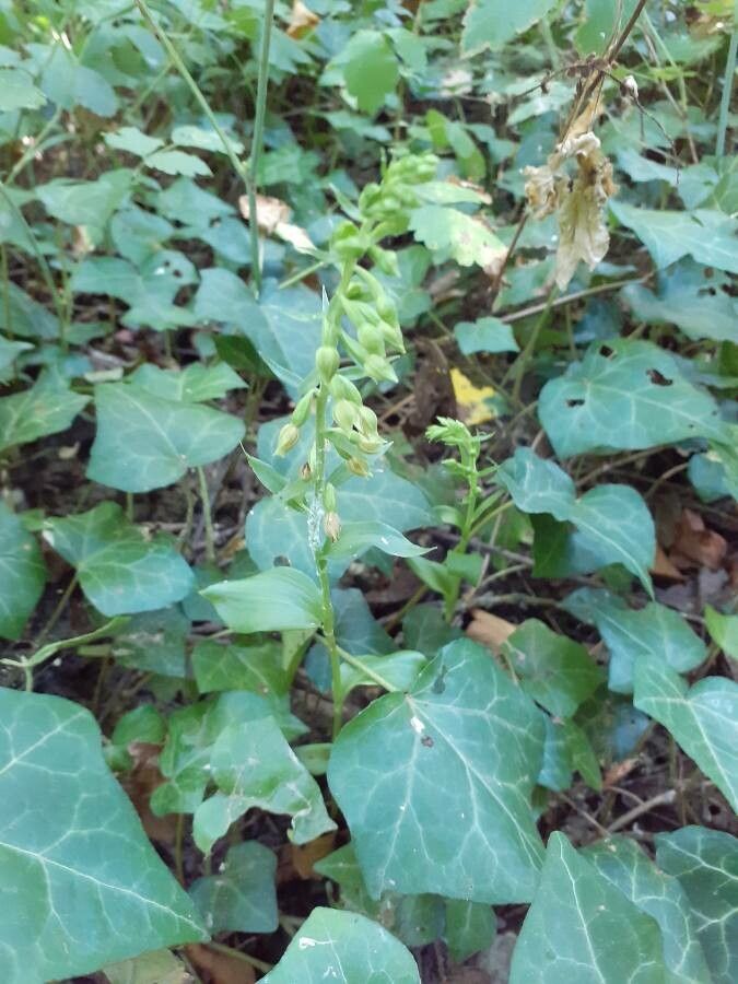 Epipactis albensis flower