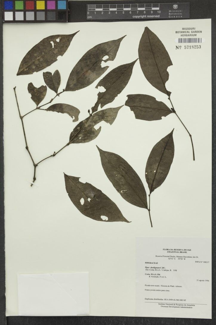 Piper durilignum — houseplant care guide