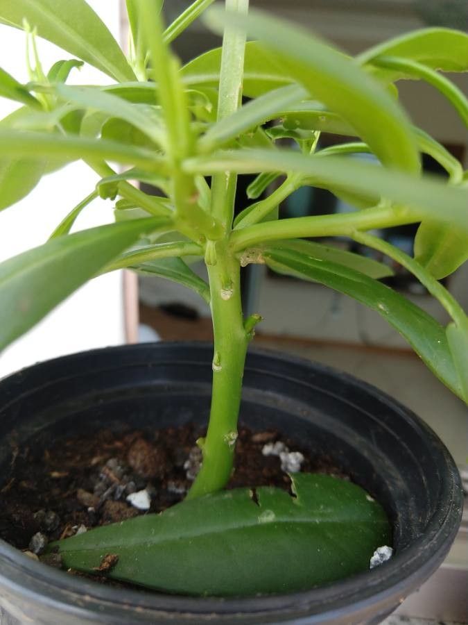 Talinum fruticosum bark