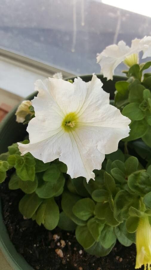 Petunia spp. flower