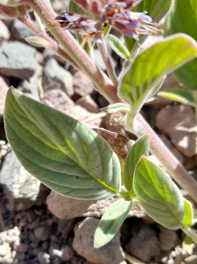 Phacelia secunda — search result for 'Phacelia'