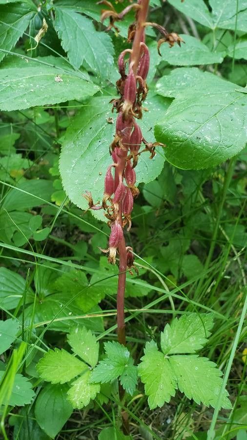 Corallorhiza striata flower