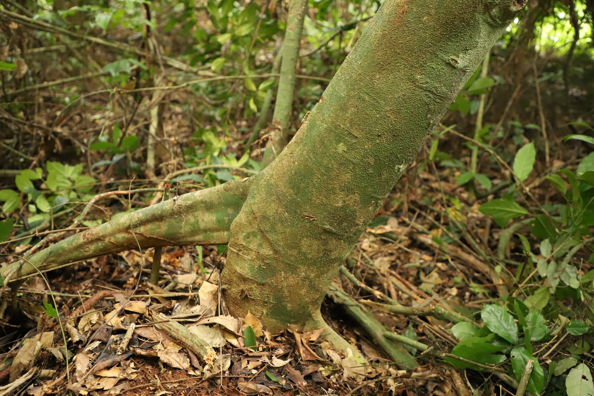 Celtis prantlii bark