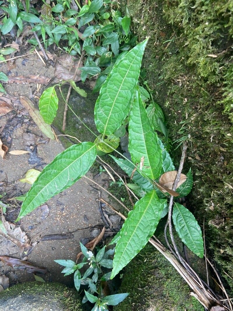 Pavonia fruticosa — search result for 'Pavonia'