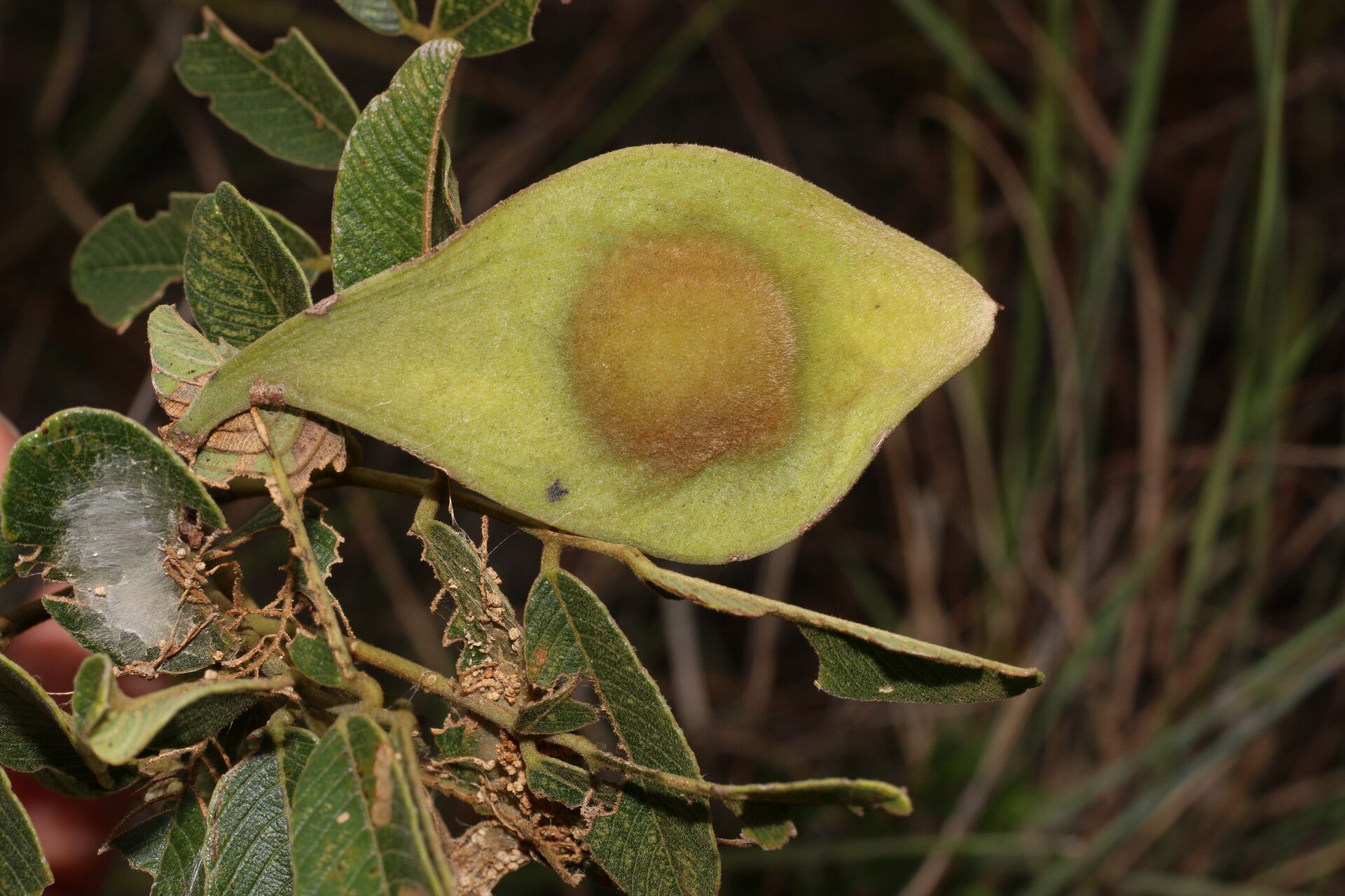 Lonchocarpus phlebophyllus fruit
