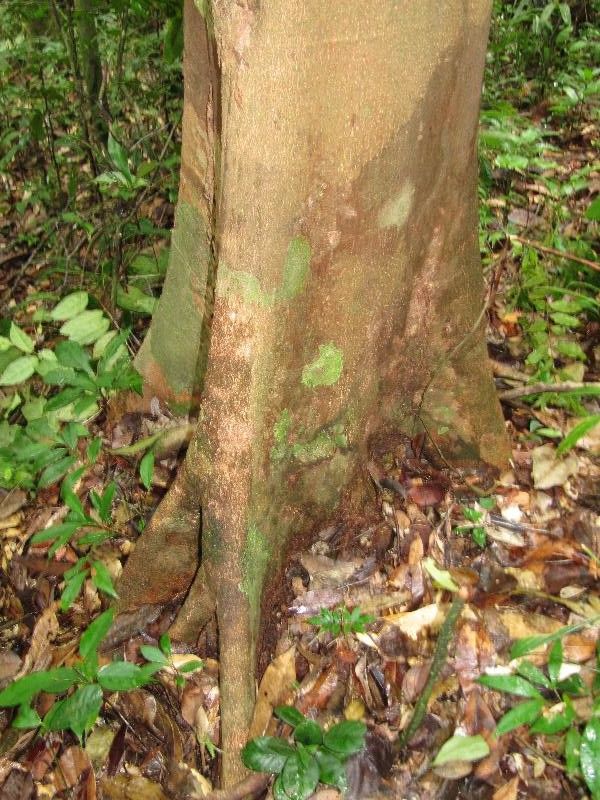 Licania heteromorpha bark