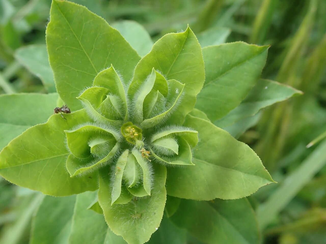 Euphorbia hirsuta — search result for 'Euphorbiaceae'