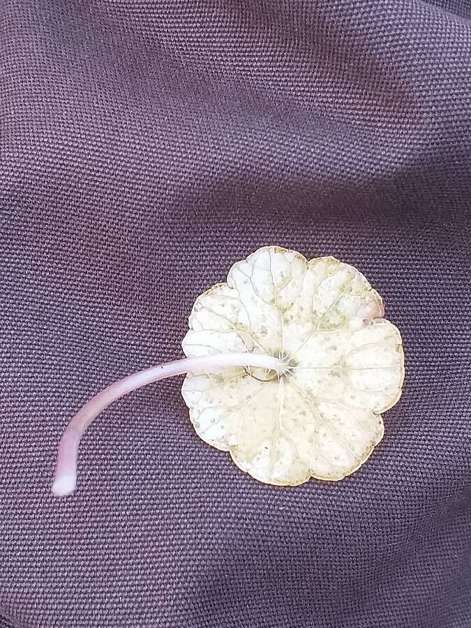 Hydrocotyle vulgaris