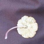 Hydrocotyle vulgaris