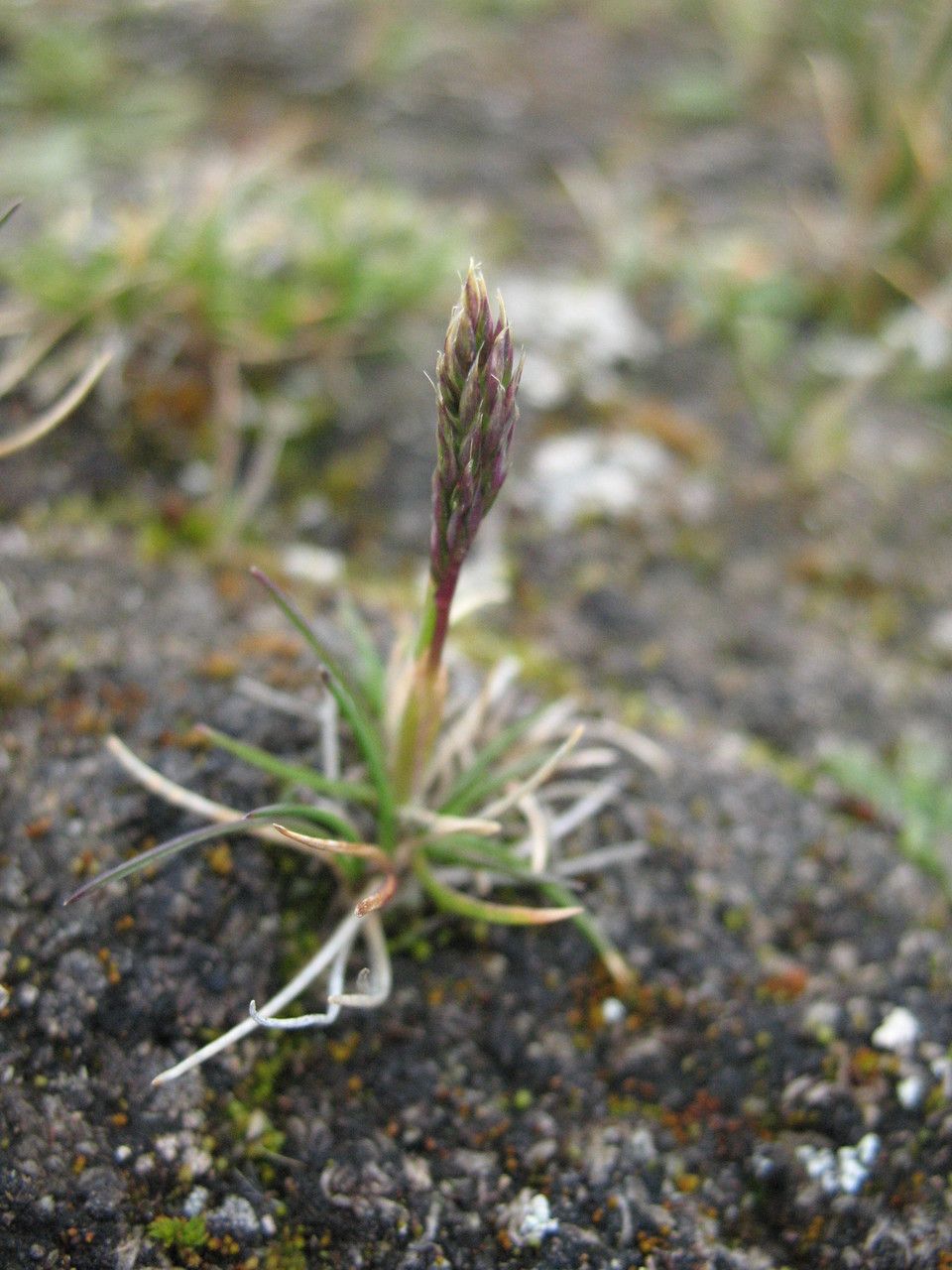 Agrostis breviculmis — related species from the same genus