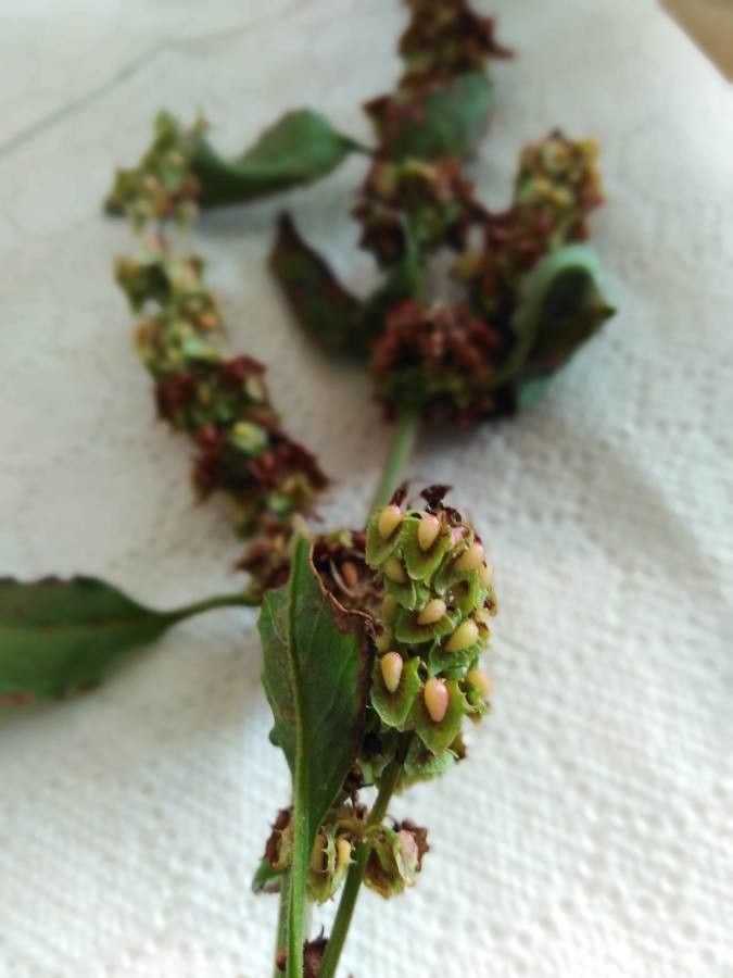 Rumex roseus fruit
