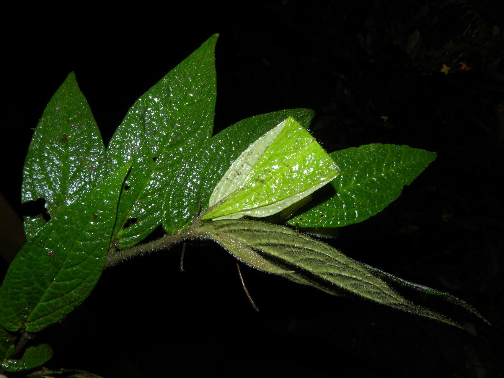 Piper tonduzii — houseplant care guide