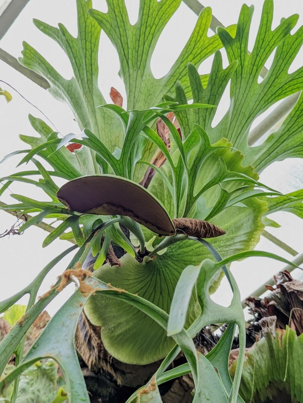 Platycerium coronarium fruit